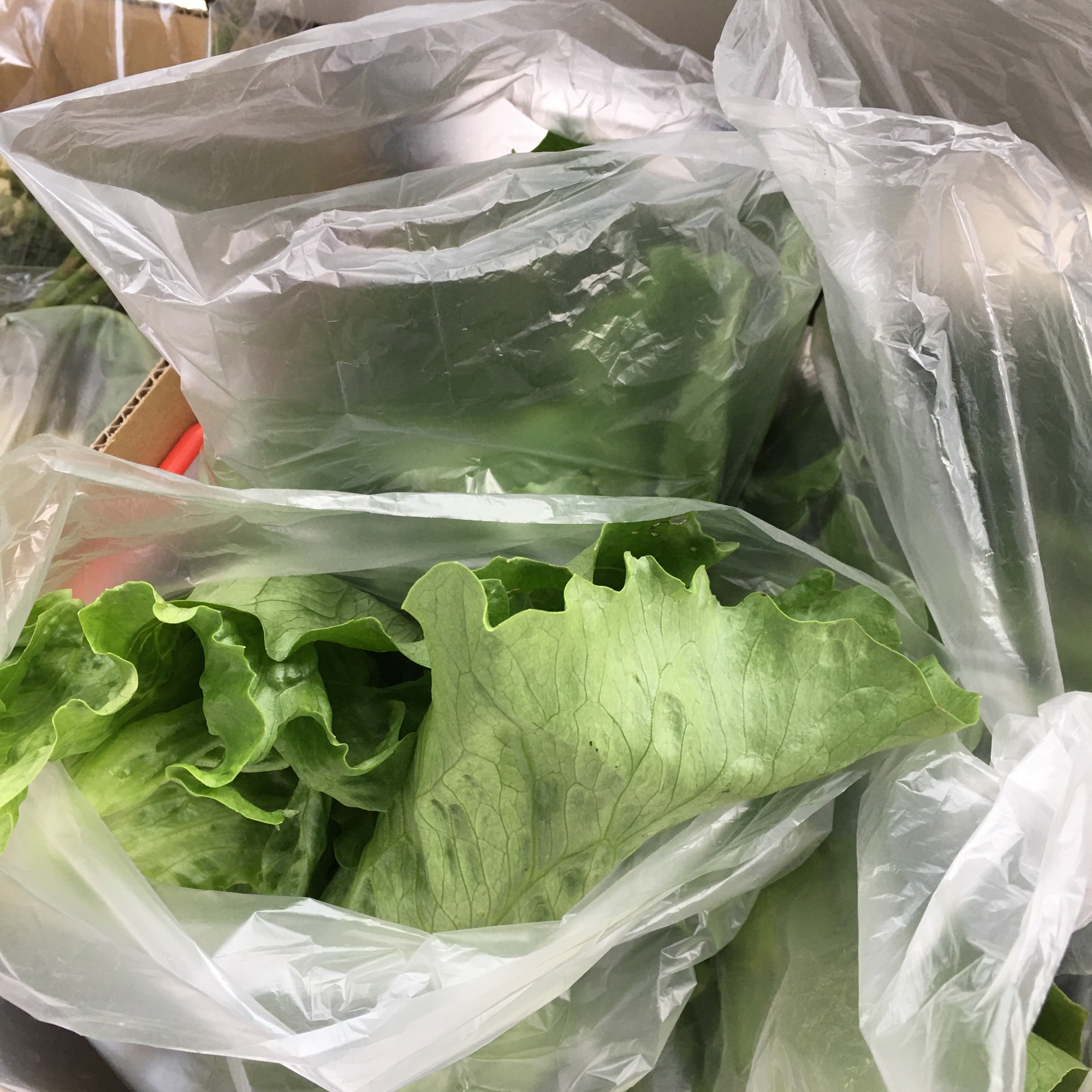 今日のお野菜