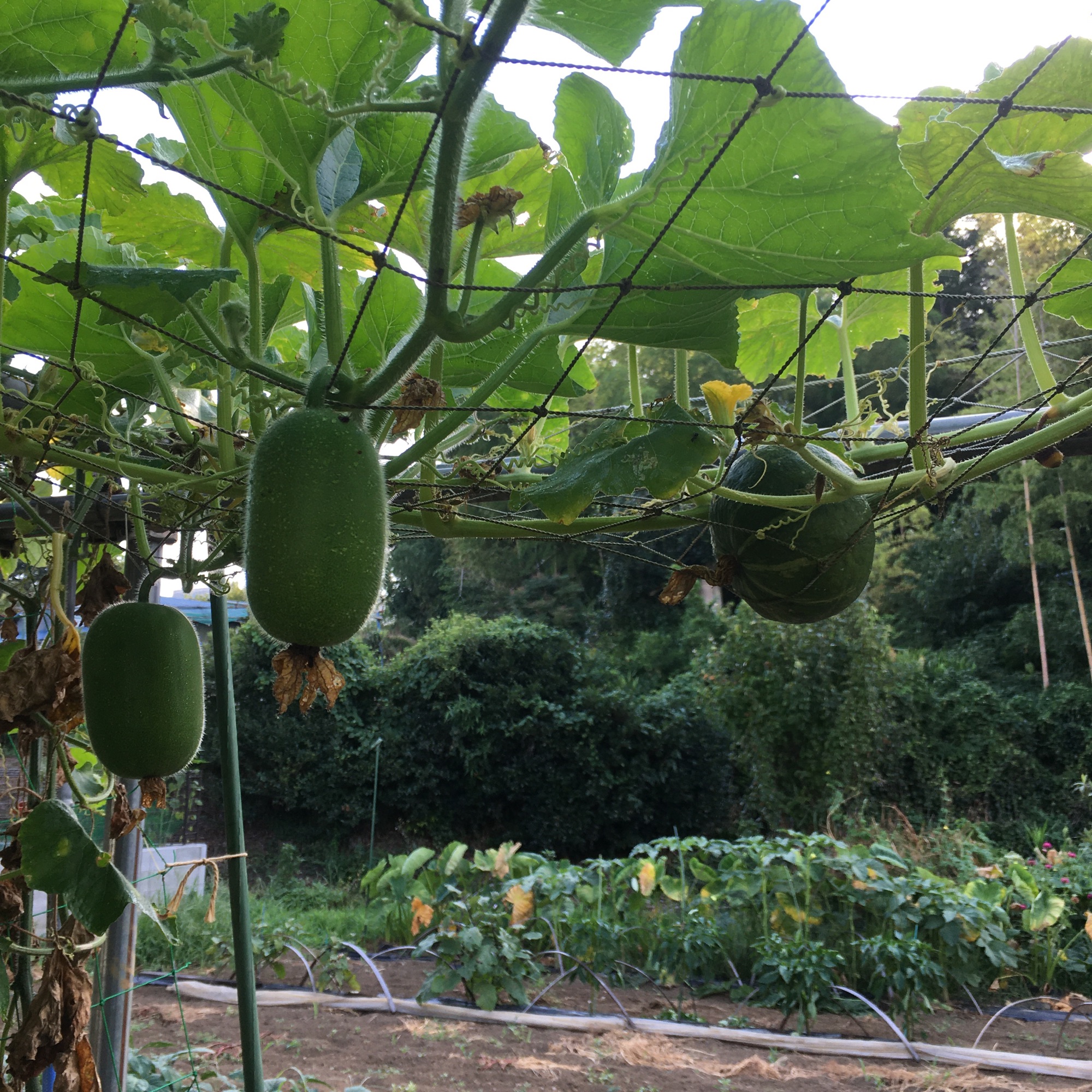 夏野菜